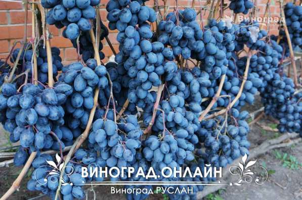 Саженцы элитных сортов неукрывного винограда в Ульяновске фото 5