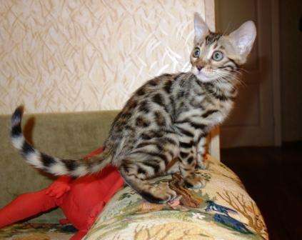 Бенгальские котята питомник Бенамур в Новосибирске фото 4