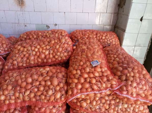Продам лук севок в Саранске