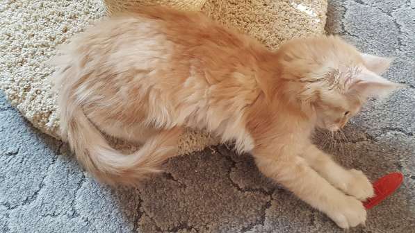 Продаётся красная девочка мейн-кун в Санкт-Петербурге фото 48