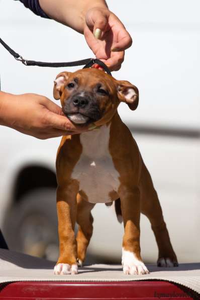 Продажа стаффбуля в Калининграде фото 15