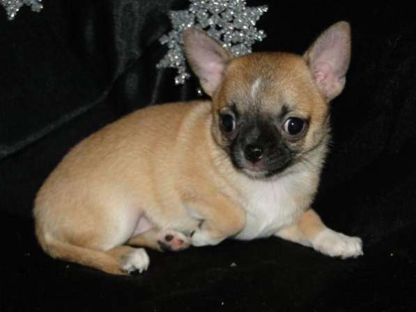 Чишки-малыши и малышки в Санкт-Петербурге фото 3