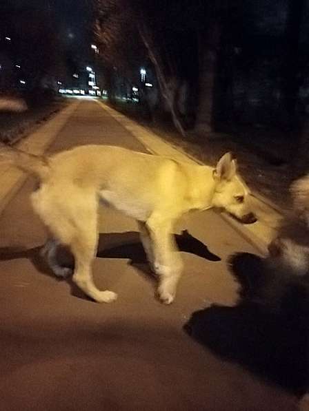 Молодой солнечный пес Кай ищет дом в Москве фото 5