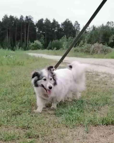 Маленькая пушистая и очень ласковая собачка в Санкт-Петербурге фото 16