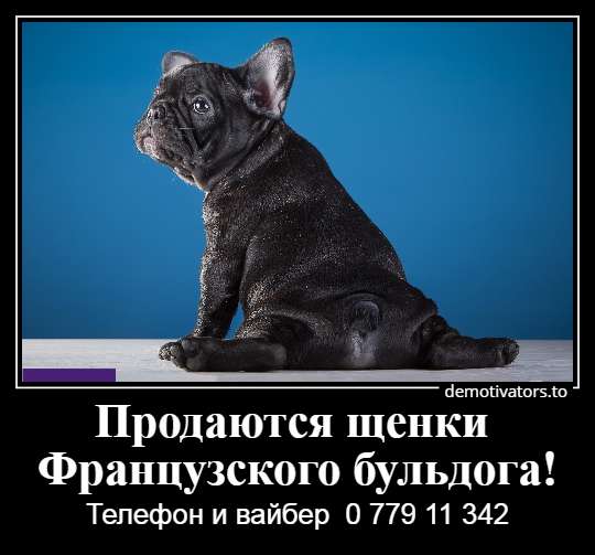Очаровательные щеночки французского бульдога в фото 13