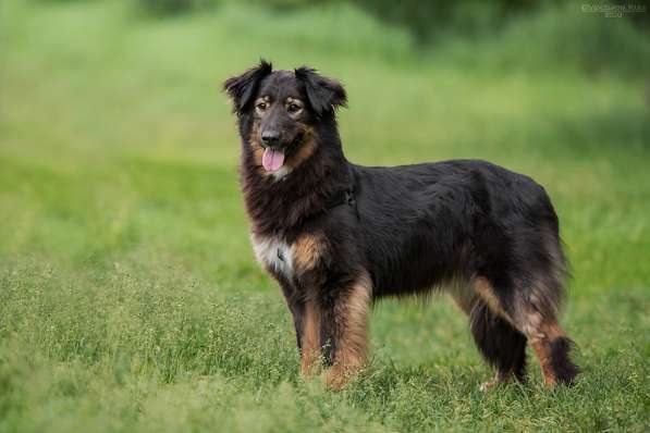 Собака-терапевт Пайпер ищет семью в Москве фото 24