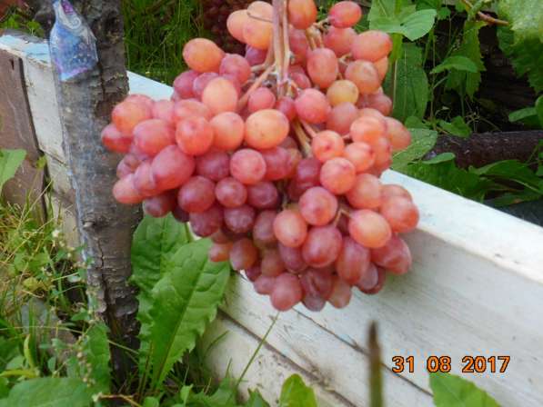 Саженцы винограда в Новосибирске в Новосибирске фото 9