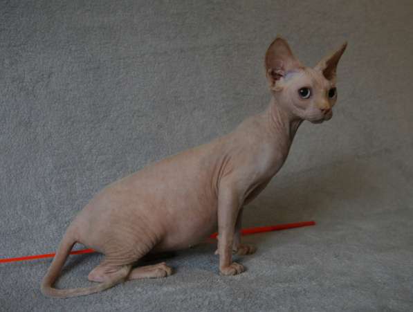 Котята кучеряшки в Москве фото 3