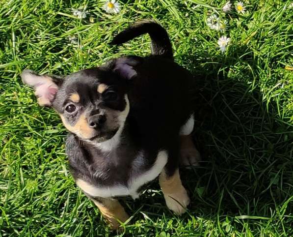 Chihuahua welpen Luna в фото 5