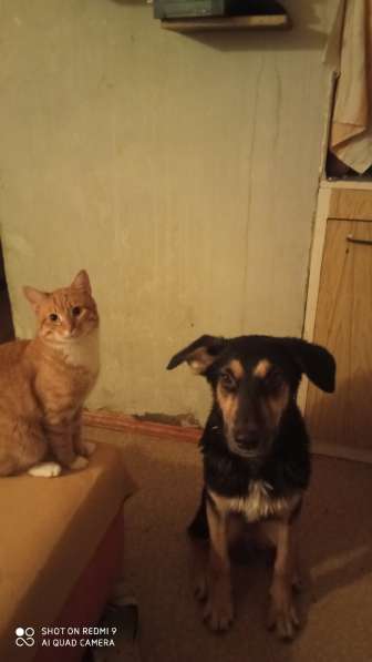 Собака для охраны территории в Москве фото 3