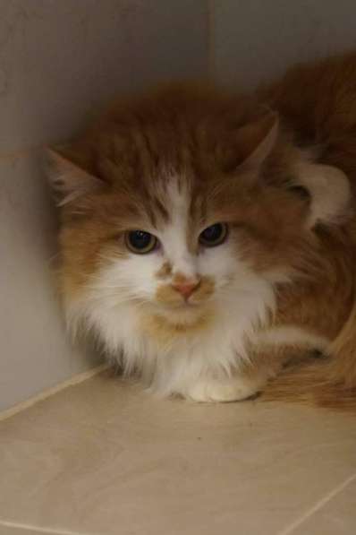 Солнечная кошка Милочка в Москве фото 32