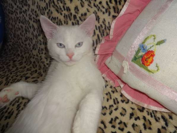 Белый голубоглазый котик с документами в фото 8