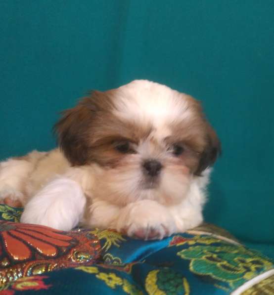Щенки ши-тцу в Москве фото 11