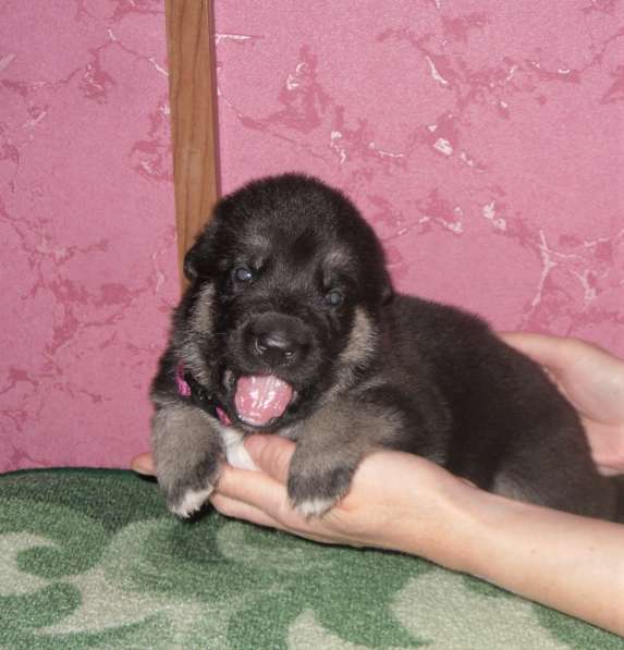 Щенок ВЕО в Москве фото 3