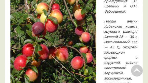 Саженцы плодовых ягодных и декоративных культур в Балашове фото 5