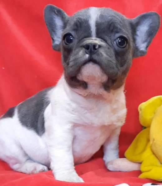 French bulldog. Blue and blue - white girl's в