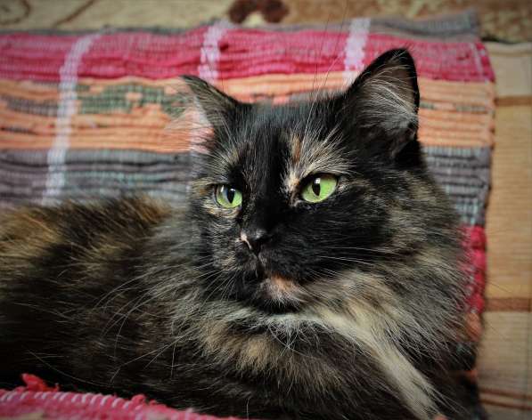 Эсми – космическая красота. Молодая кошечка в дар в Калуге фото 7