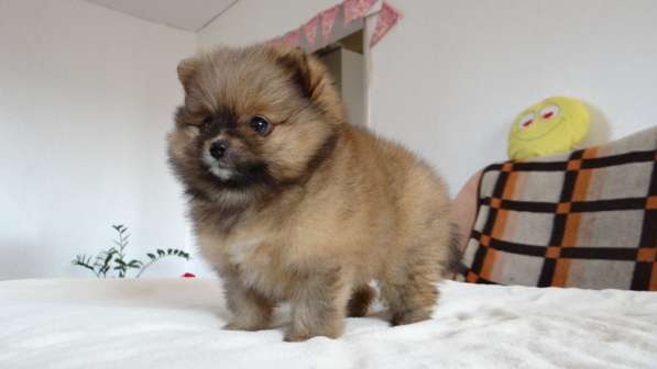 Щенок померанского шпица- микро - медвежонок в фото 26