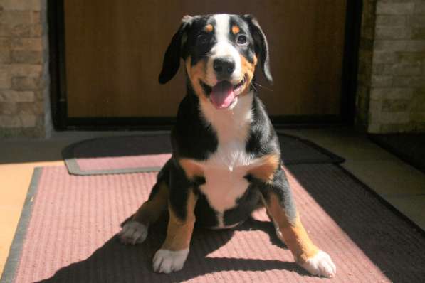 ЭНТЛЕБУХЕР ЗЕННЕНХУНД ЩЕНОК в Москве фото 10