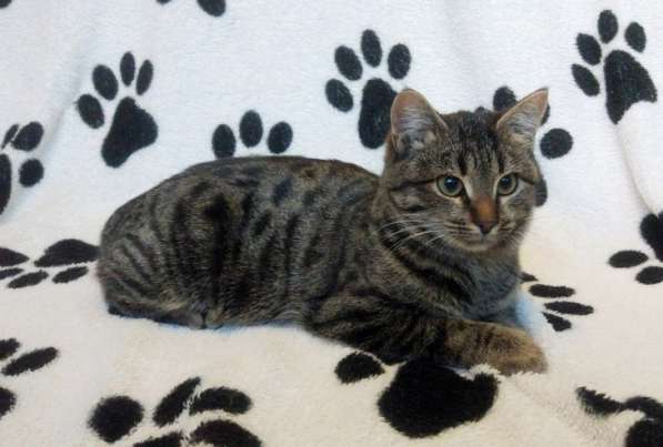 Мраморная красавица Маргоша ищет дом!