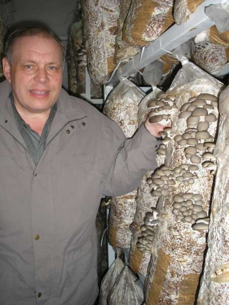Мицелий грибов, субстраты (грибные блоки), культуры грибов в Воронеже фото 8