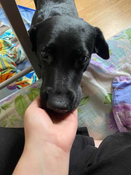 Лабрадор в добрые руки в Москве