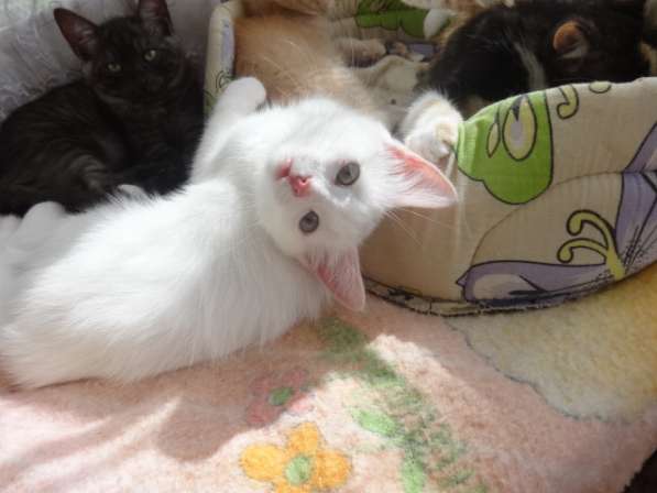Необычный белый котик от као мани и рагамаффина в фото 6