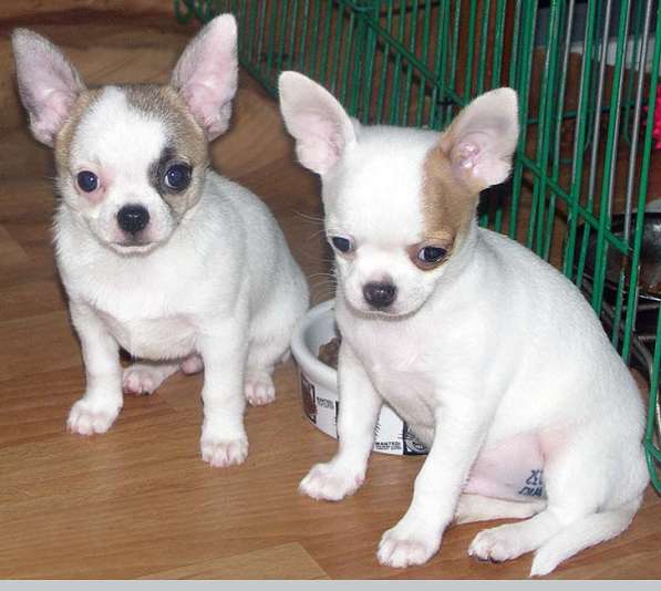 Чихуахуа, яркие, нарядные щенки