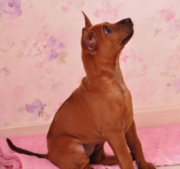 Щенки Тайского риджбека в фото 15