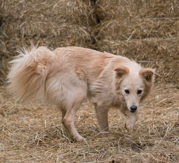 Пушистая бордер колли Белла в дар