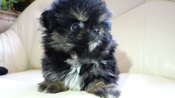 Мини-мишка девочка померанского шпица. Крошечная в фото 29