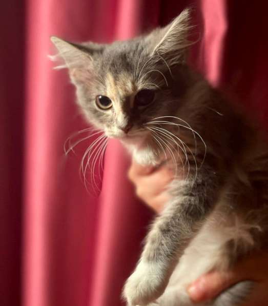 Котенок в добрые руки. Пушистая Чебурашка в Москве фото 5