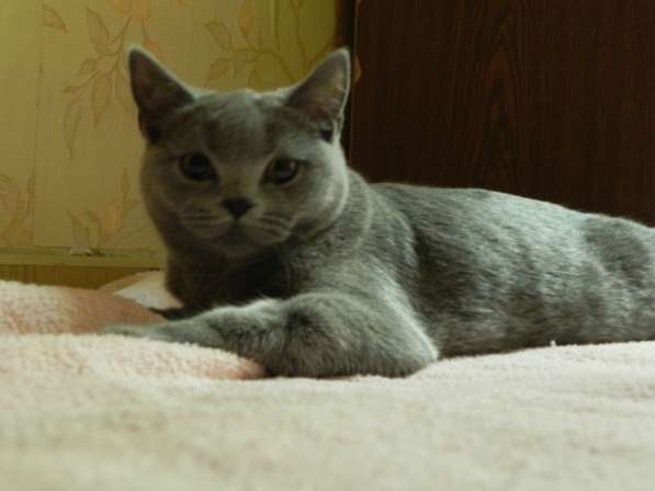 шотландские кошки в Москве фото 8