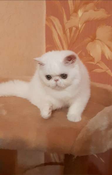 МЕГА ласковый экзотический котенок в состоятельную семью в Вологде фото 9