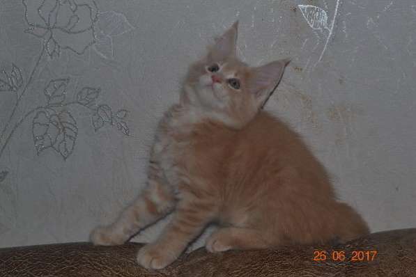 Великолепные котята мейн-кун из питомника в Волгограде фото 253