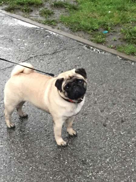 Щенки мопсы в Новокузнецке фото 23