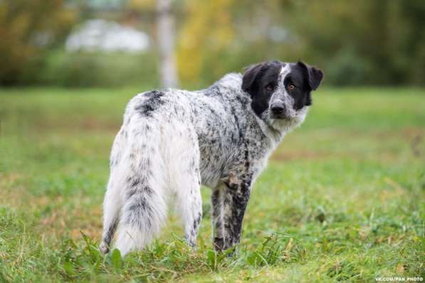 Собака в добрые руки в Москве фото 3