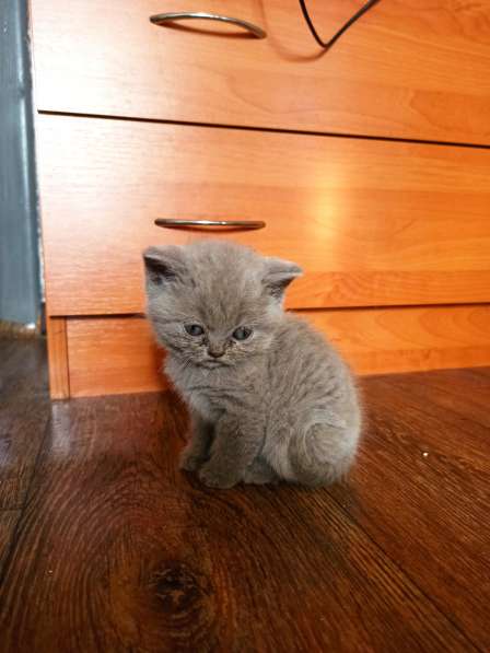 Продам британцев в фото 4