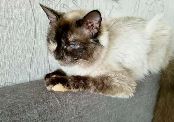 Невская красавица Сильва мечтает обрести дом в Москве фото 10