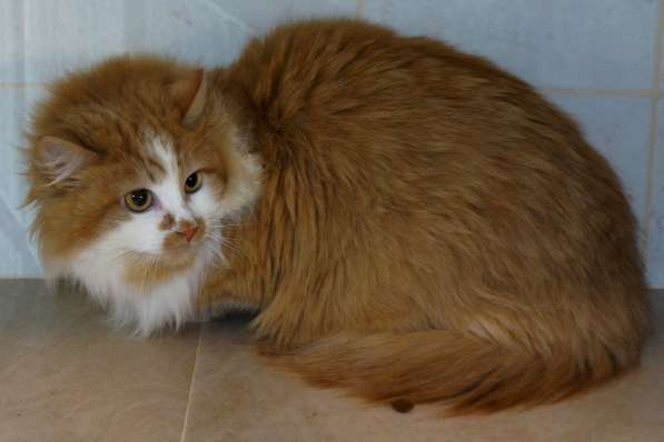 Солнечная кошка Милочка в Москве фото 36