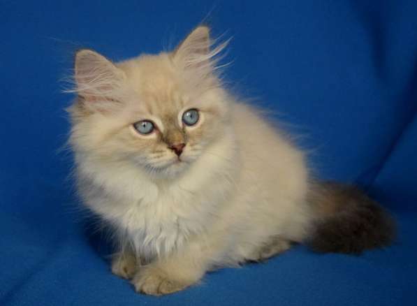 Голубоглазые сибиряки для Вас в Москве фото 12