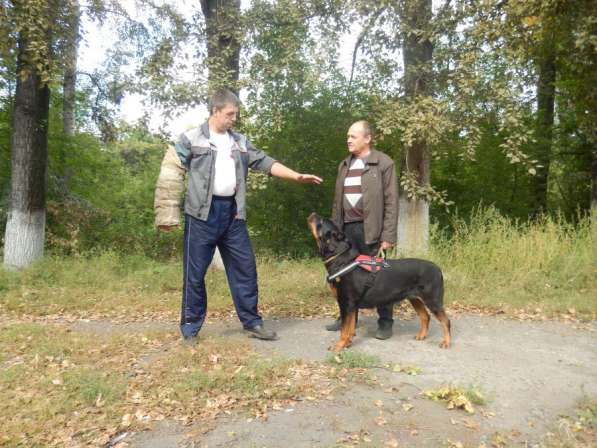 Дрессировка собак в Новокузнецке в Новокузнецке фото 3