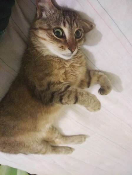 Ласковый мурлыка в Санкт-Петербурге фото 30