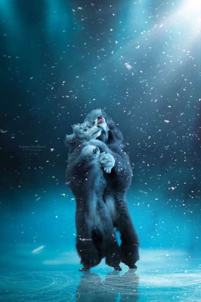 Пудель миниатюрный