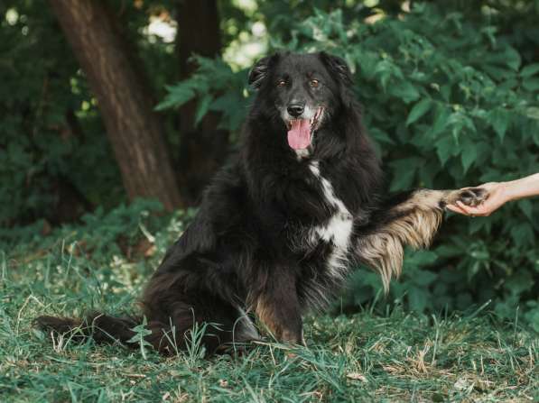 Весёлая, ласковая Чукча ищет семью в Москве фото 61
