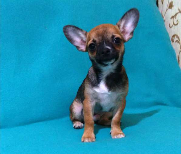 Чишки братишки в Москве фото 8