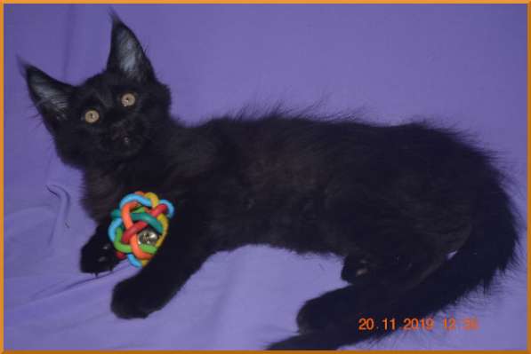 Великолепные котята мейн-кун из питомника в Волгограде фото 221