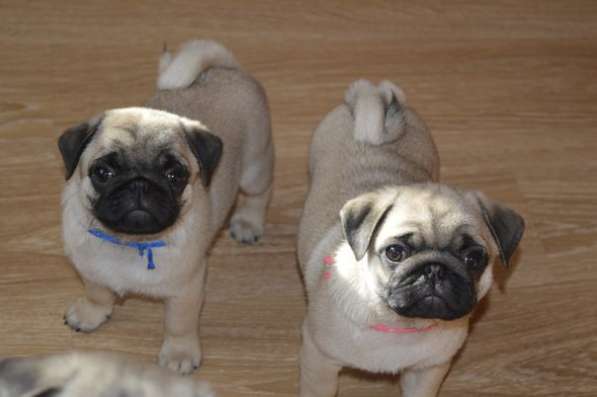 Продажа Мопсов в Великом Новгороде фото 8