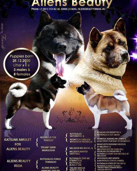 Щенки Американской акиты в Санкт-Петербурге фото 46