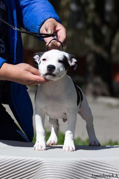 Продажа стаффбуля в Калининграде фото 4